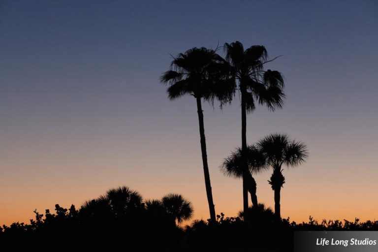 tropical boho wedding at postcard inn on st pete beach florida (1)