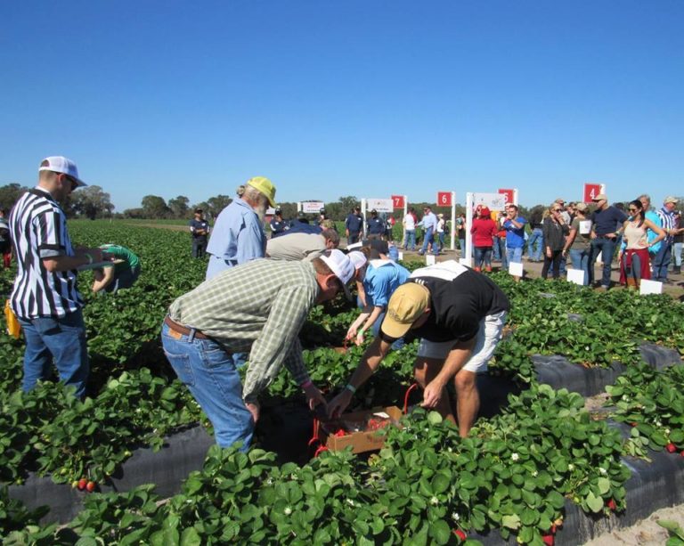 Wish Farms Strawberry Picking Challenge