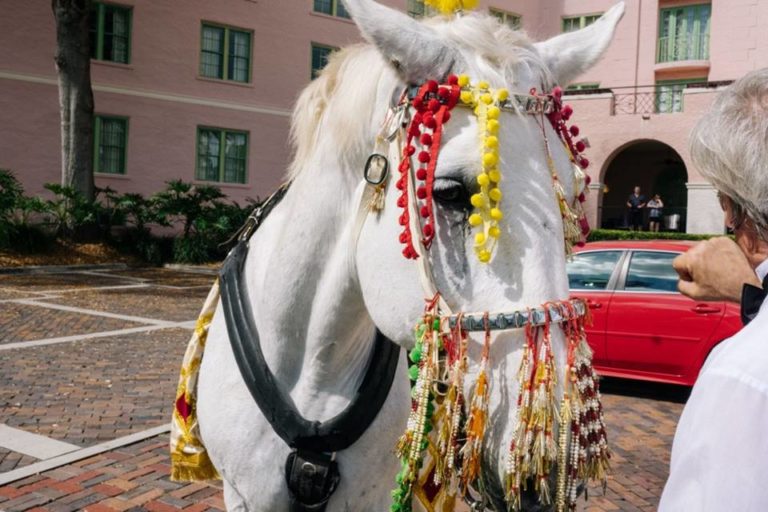 South Asian Vinoy Renaissance Wedding