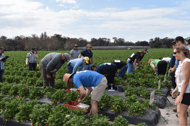 wish farms 2019 strawberry picking challenge chair affair