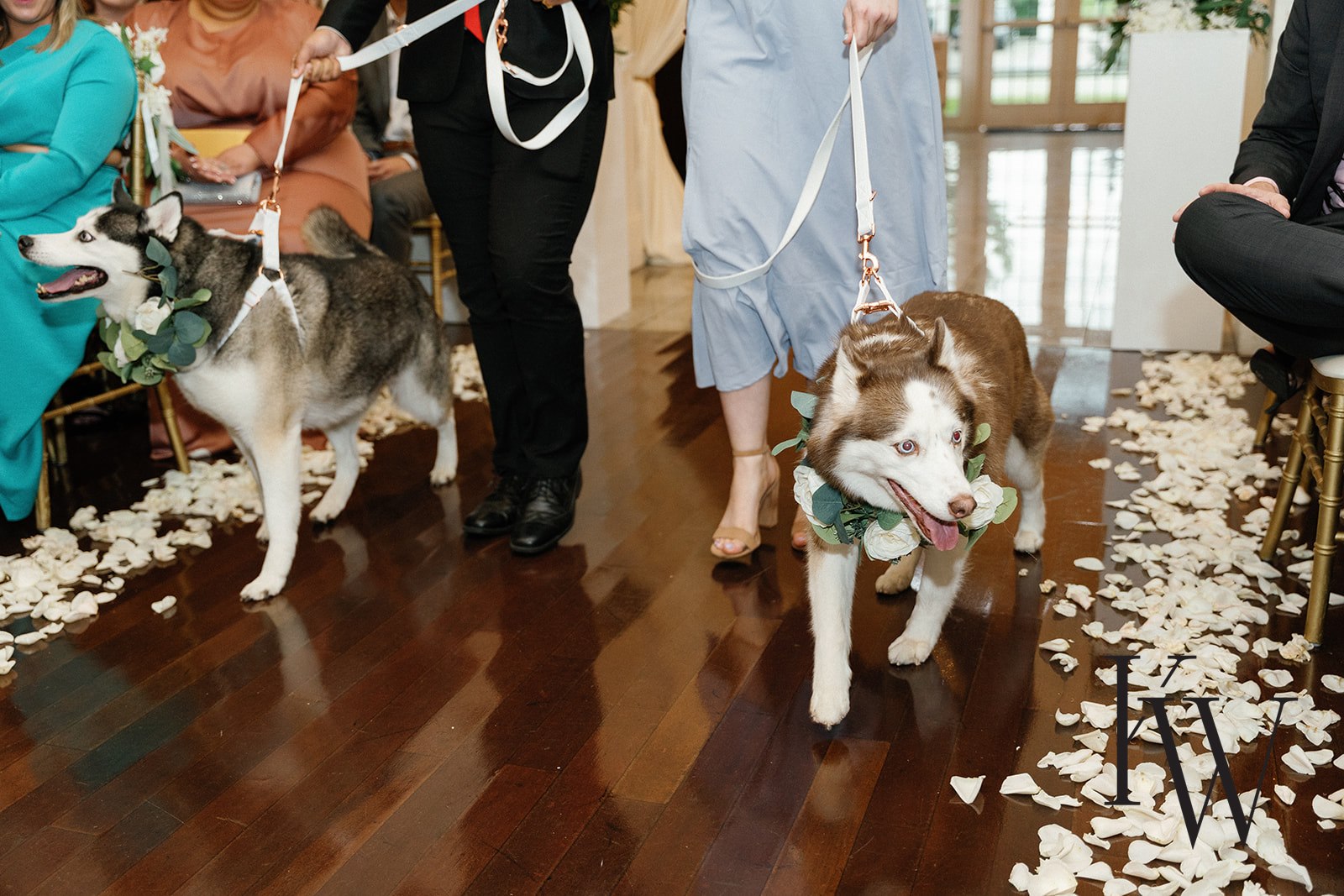 The-Wedding-Dogs