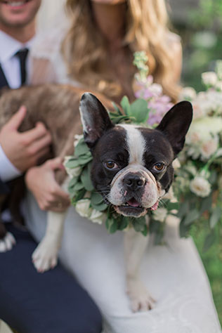 The bride and groom holding their black and white dog ducky on their lap as he wears a collar of flowers around his neck