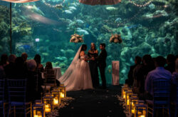 Romance Under the Sea: A Magical Wedding at the Florida Aquarium